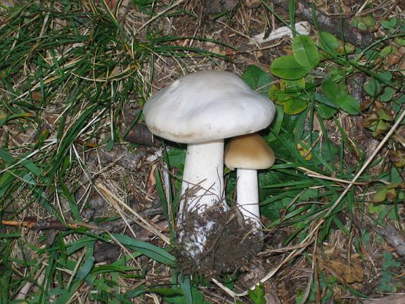 funghi